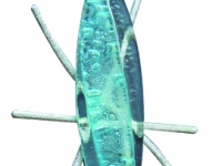 seme-dacquavetrofusioneossidirargento-diamantato