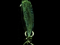 AequoReavitrea