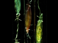 AequoReavitrea