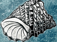 Impronte 03